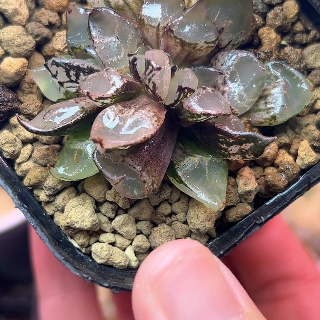 冰皇缀化十二卷多肉植物