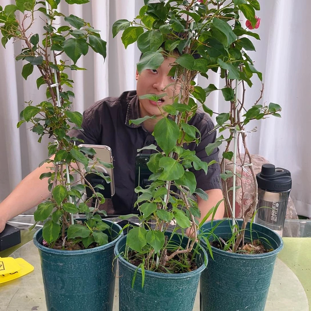 当前无花栽培后可以开花三角梅带竹一颗10元