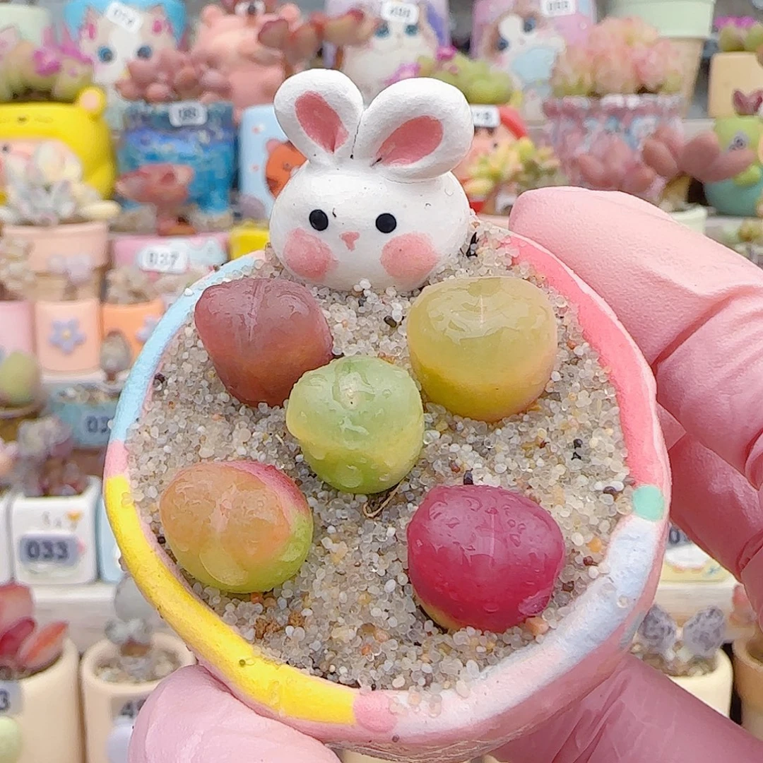 L 蟠桃组合 不含盆