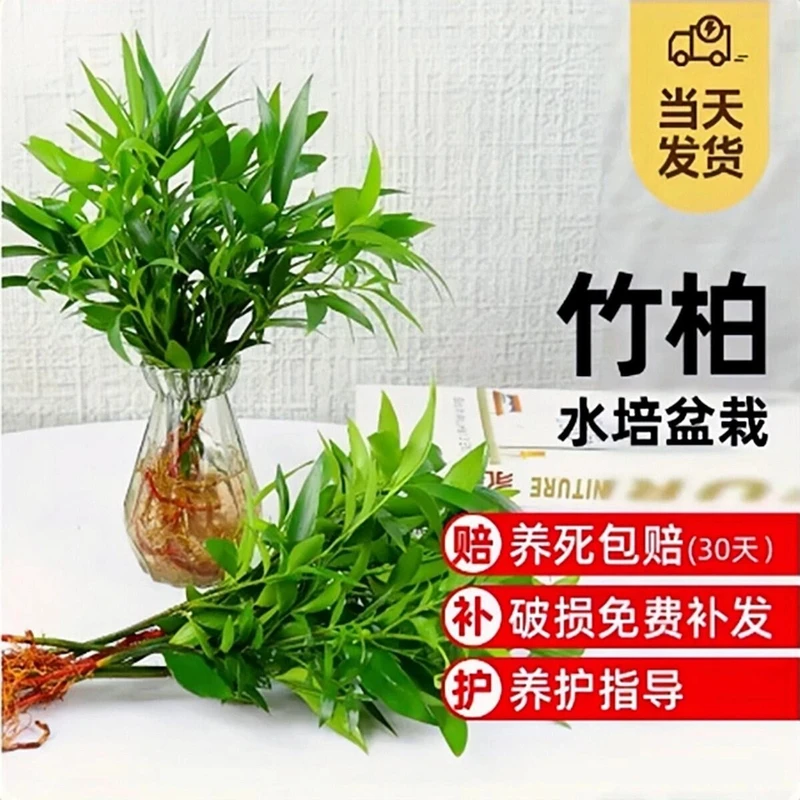 竹柏盆栽水培新宠驱蚊植物室内客厅卧室桌面绿植盆栽花卉四季常青