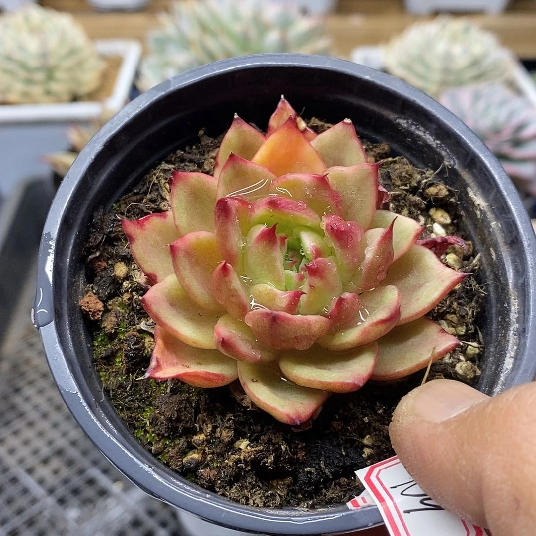 23109 吉赛尔石化拉丝锦