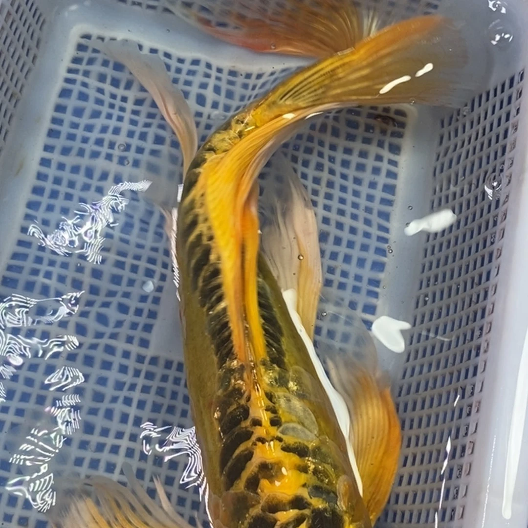 锦鲤冷水锦鲤包邮