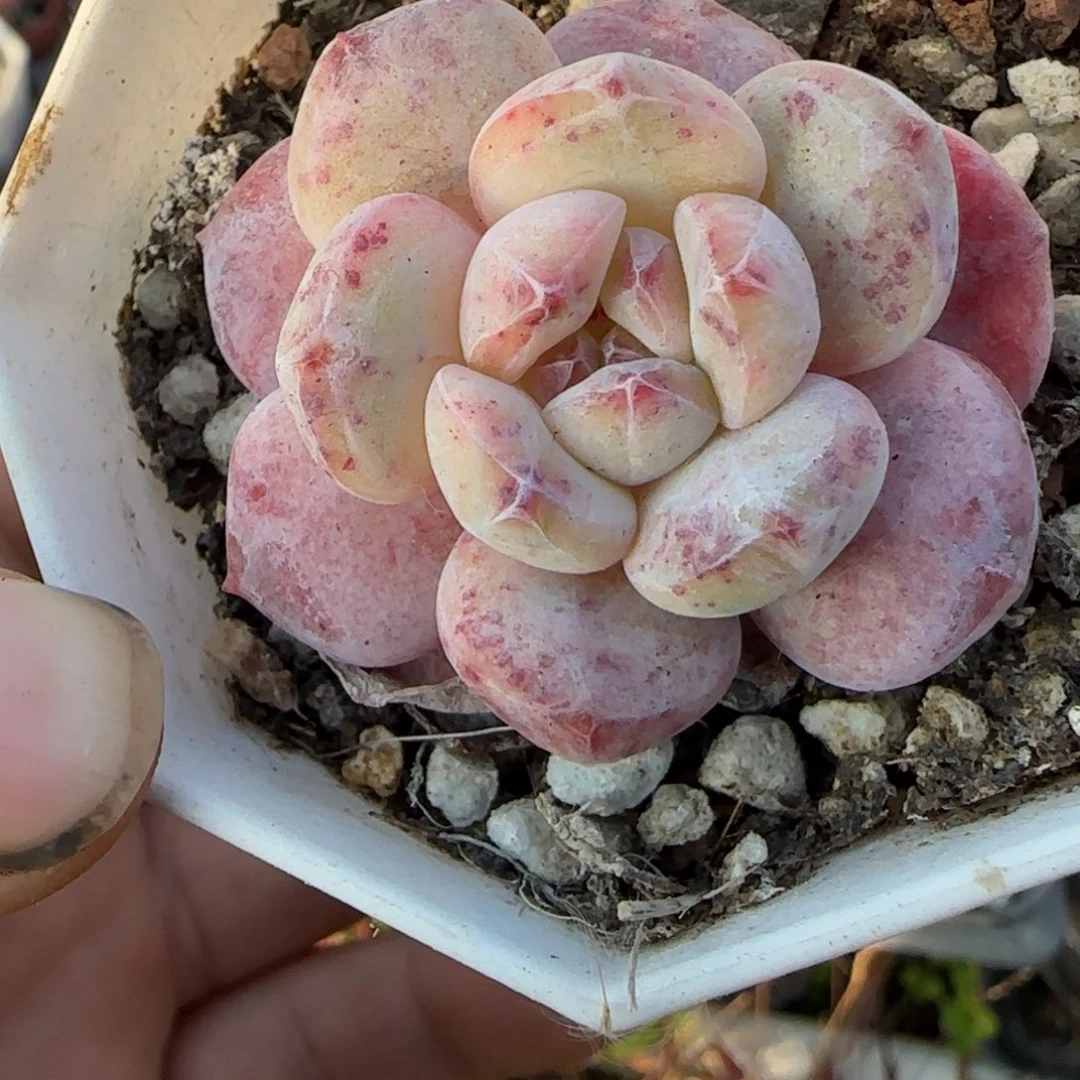 多肉小卡拉米糖心一物一拍