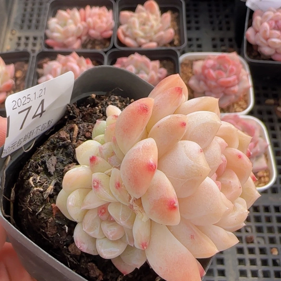 白桃汽水八头一颗