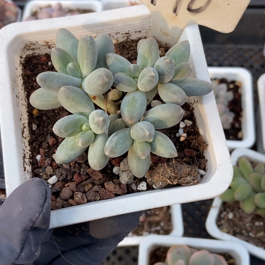 1990乌拉奶多肉植物多肉