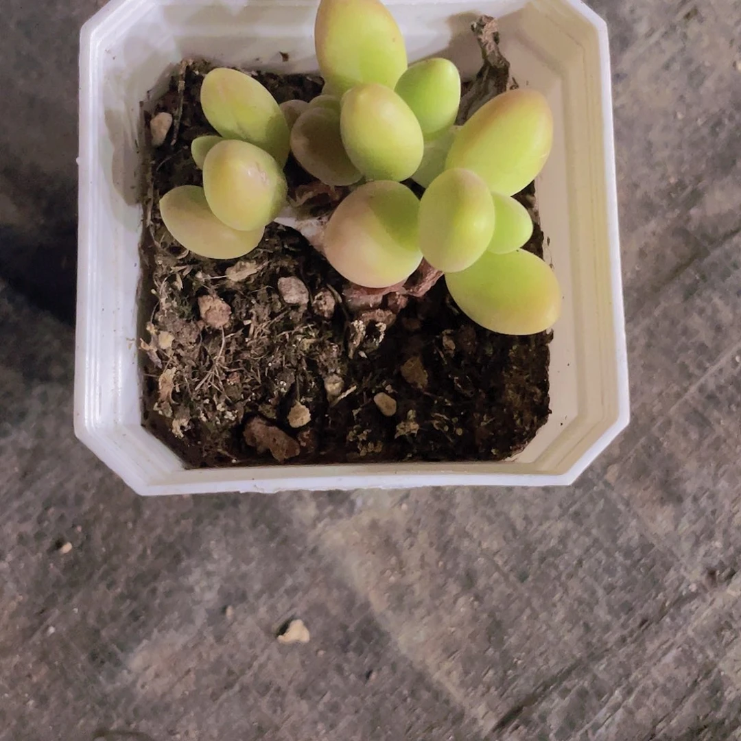 暖*暖风姐姐一物一拍