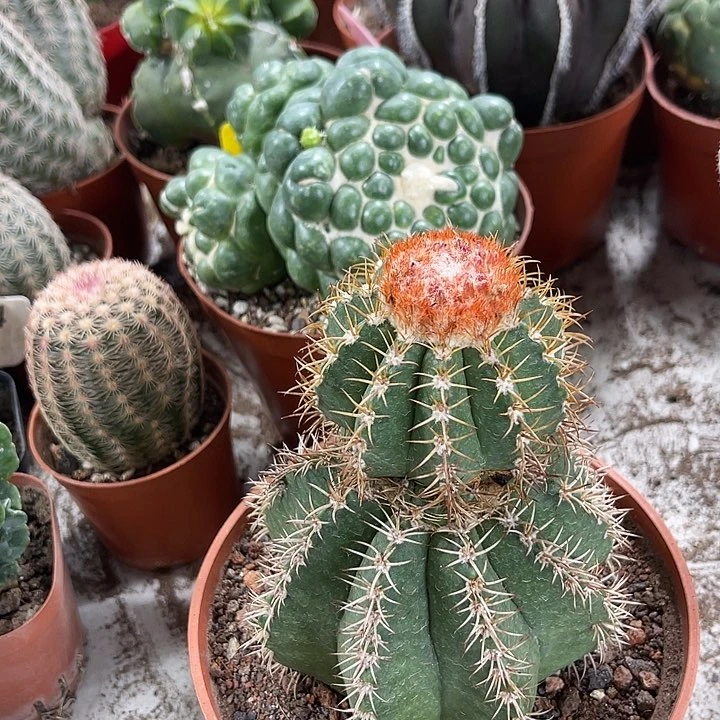仙人球开花仙人球上仙人球