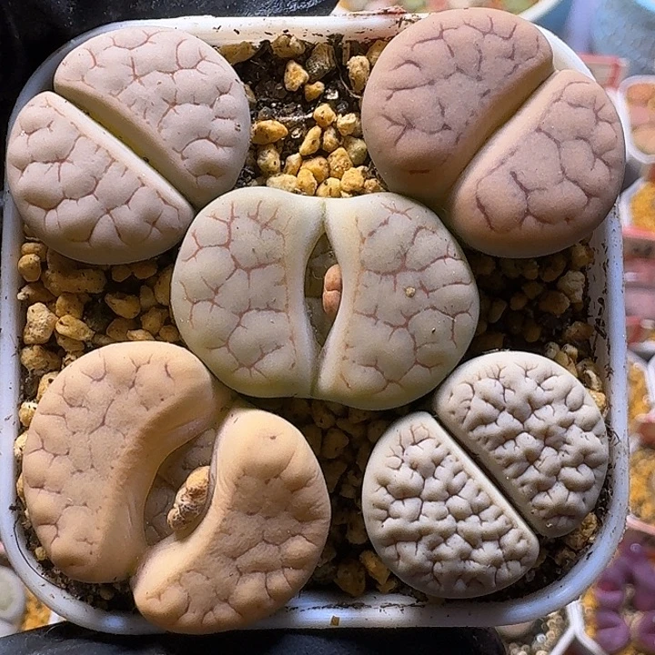 生石花1111112。   103