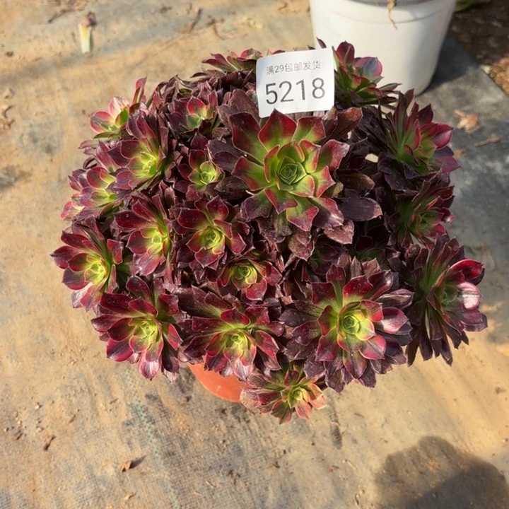 安娜锦多肉法师5218