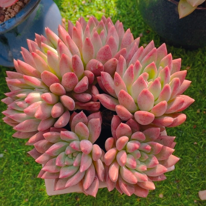 谢谢你的支持0000038