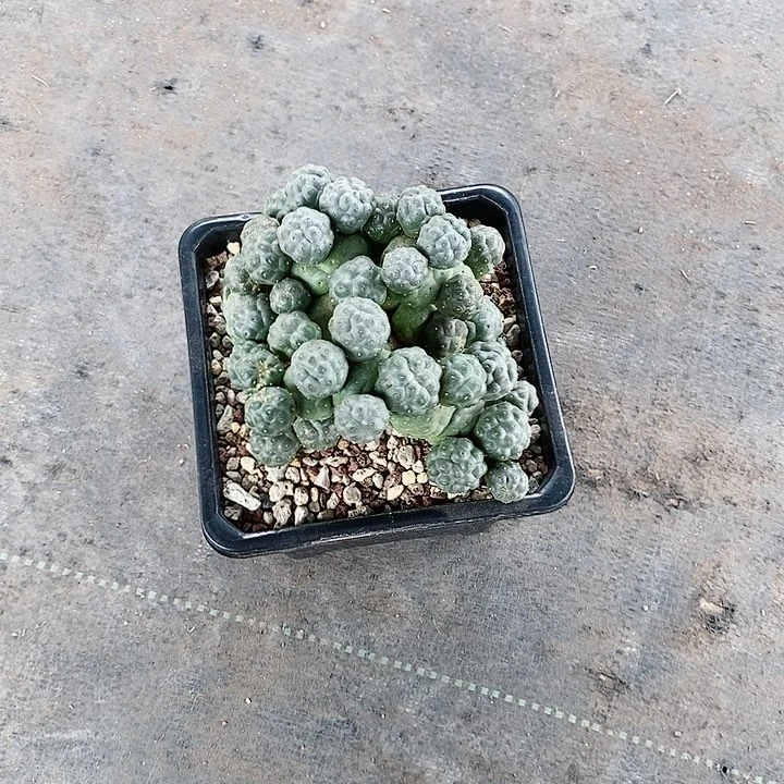 【闪购商品】足球仙人球