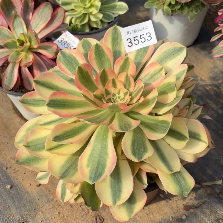 香妃多肉法师3553