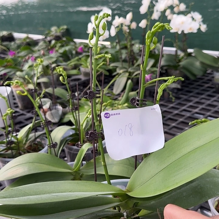 好***习大部分开放少量花苞018