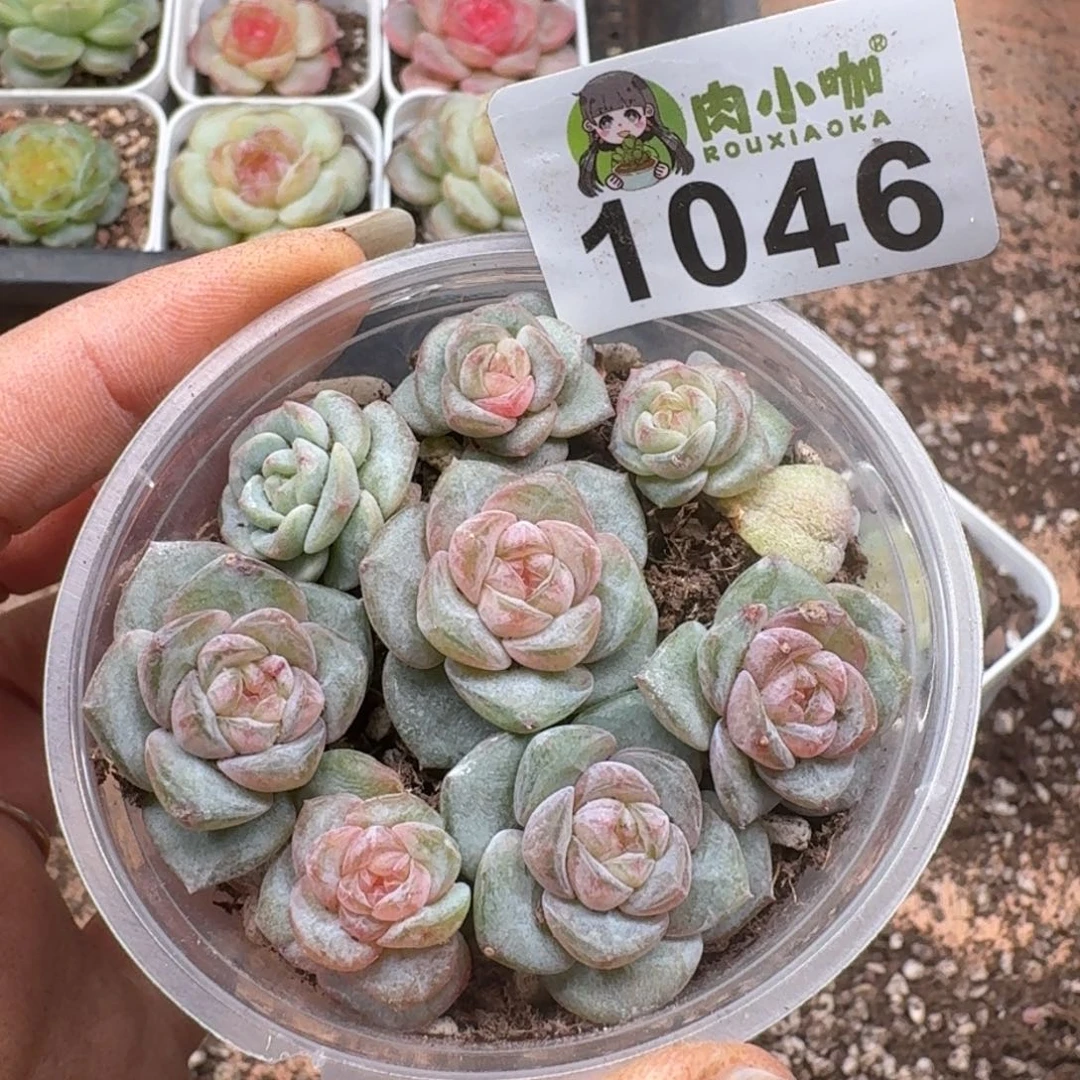 多肉植物多肉植物