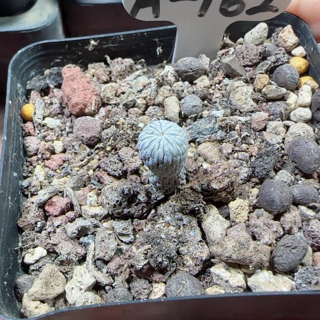 研*师A162精巧丸多肉