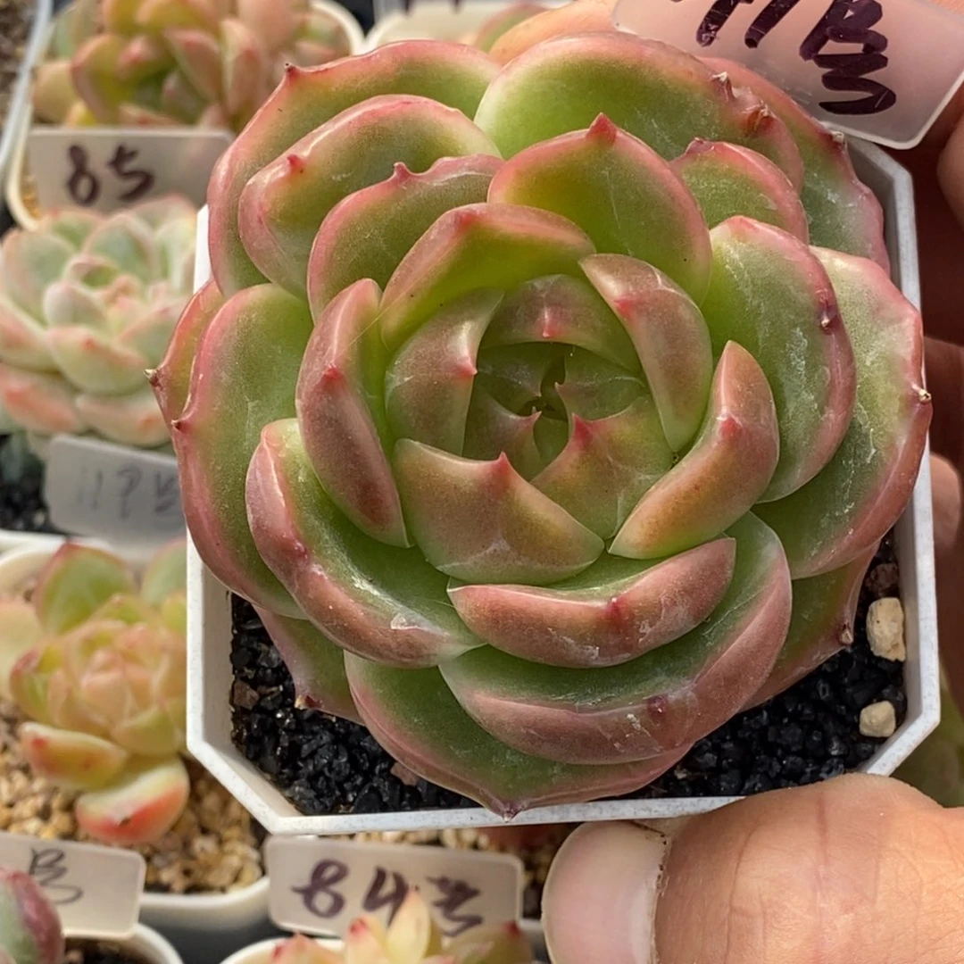 天官赐福百无禁忌