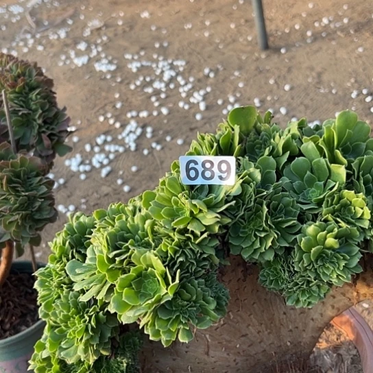 江***東多肉植物一个绿玫瑰689