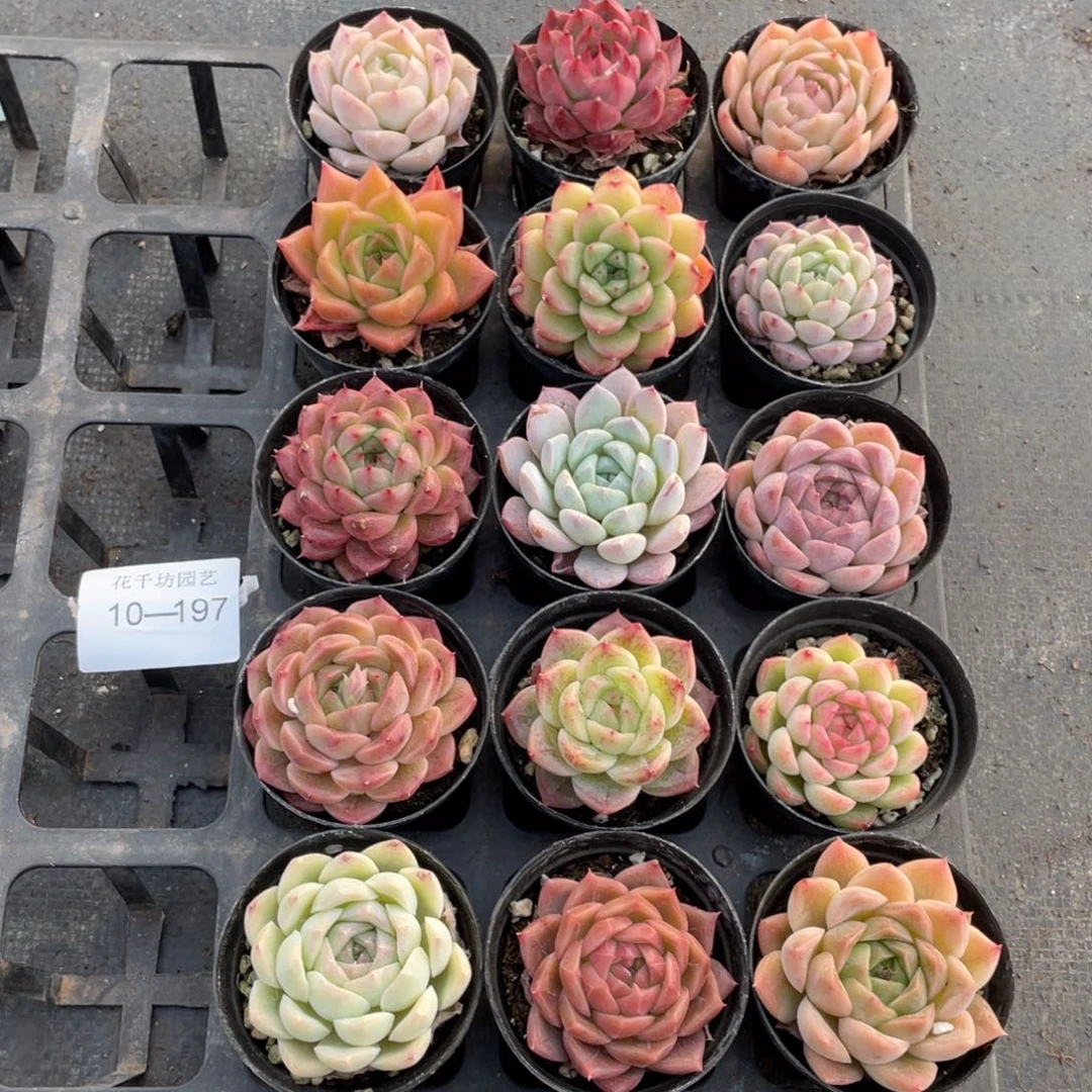 一物一拍18颗10-197