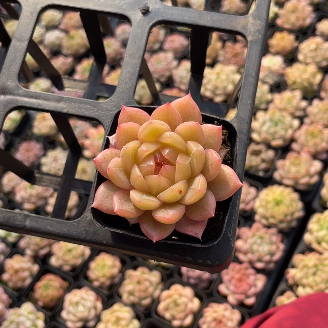 一物一拍1棵小盆25-110