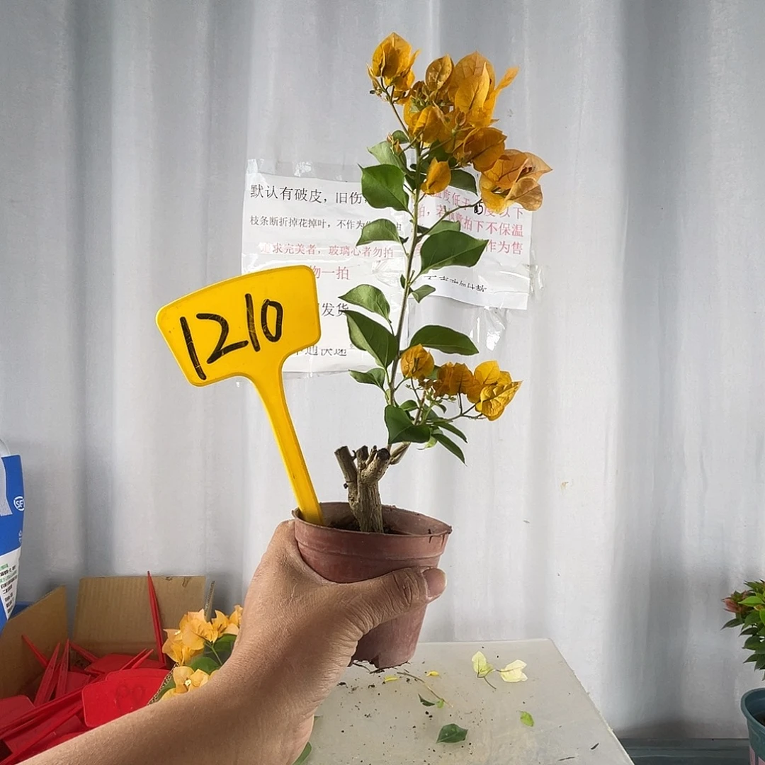 当前无花栽培后可以开花1210加州黄金迷你款