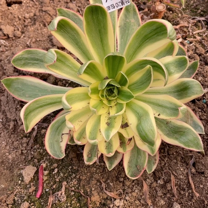 236青莲多肉123445789