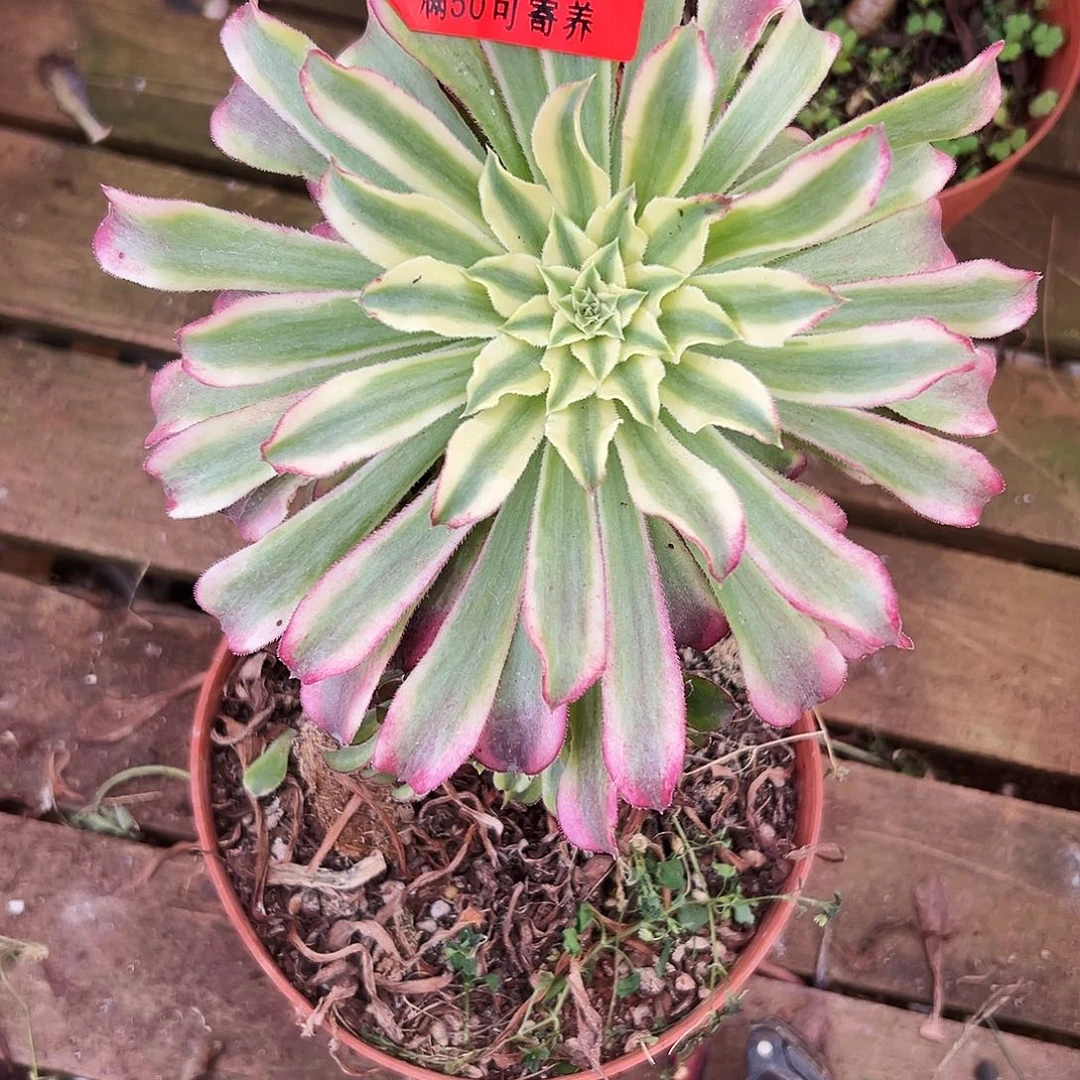 多肉植物多肉植物0912