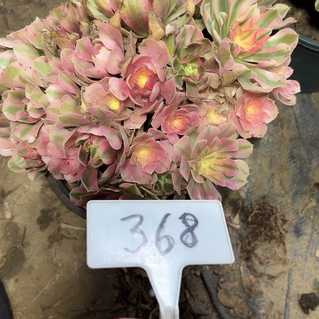 多肉植物粉女巫法师368