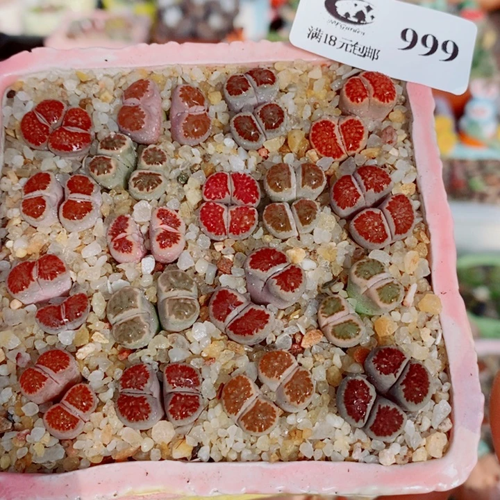 生石花花花花花花999