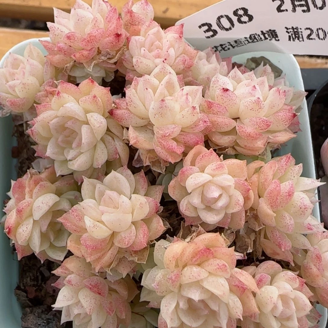 花语逸镜0201-308散