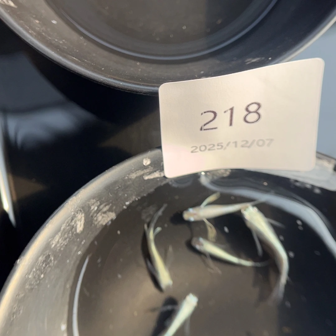 青鳉鱼218天使之翼五尾