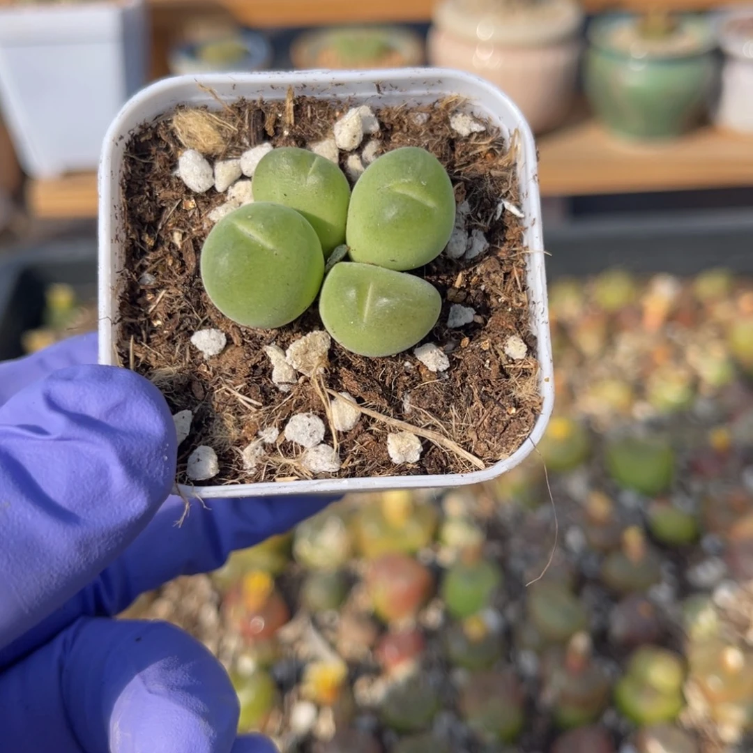 多肉植物一物一拍4