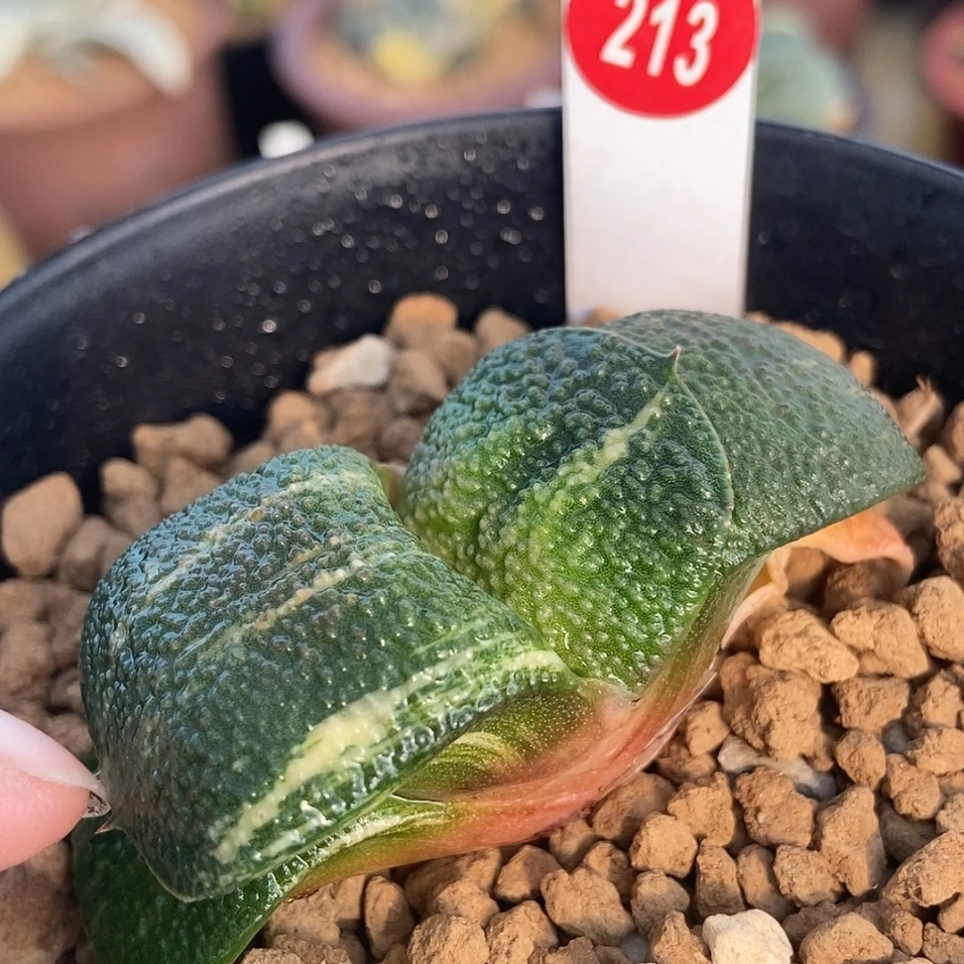 213卧牛实生锦大白珍珠釉带盆发货