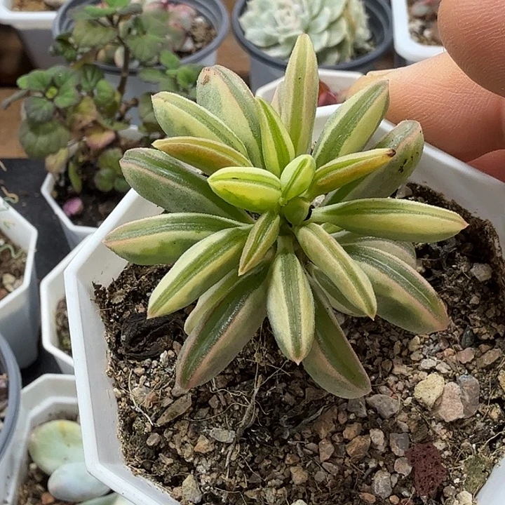 椒草锦 小方花圃一物一拍