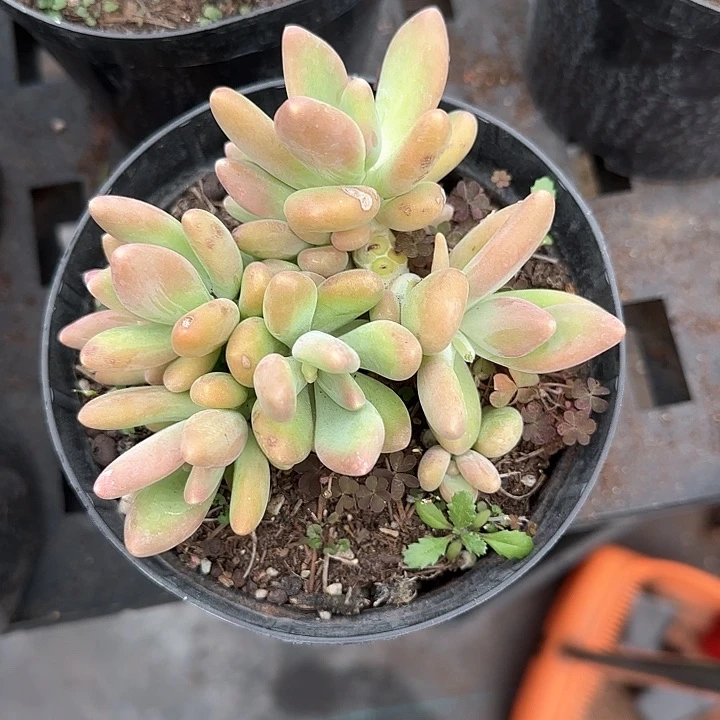 青蛙王子儿童牙膏111