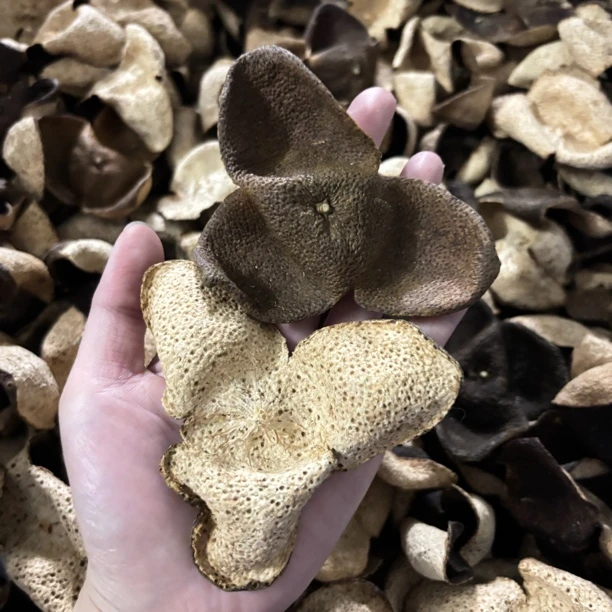 2018年 新会三江驳枝微红皮 陈韵 柑味浓 新会二线产区