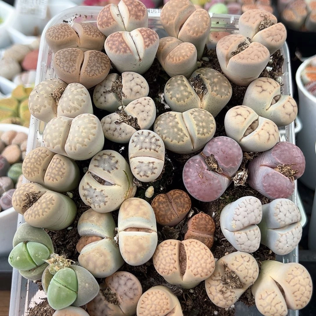 好养易活生石花大母本0341红19颗