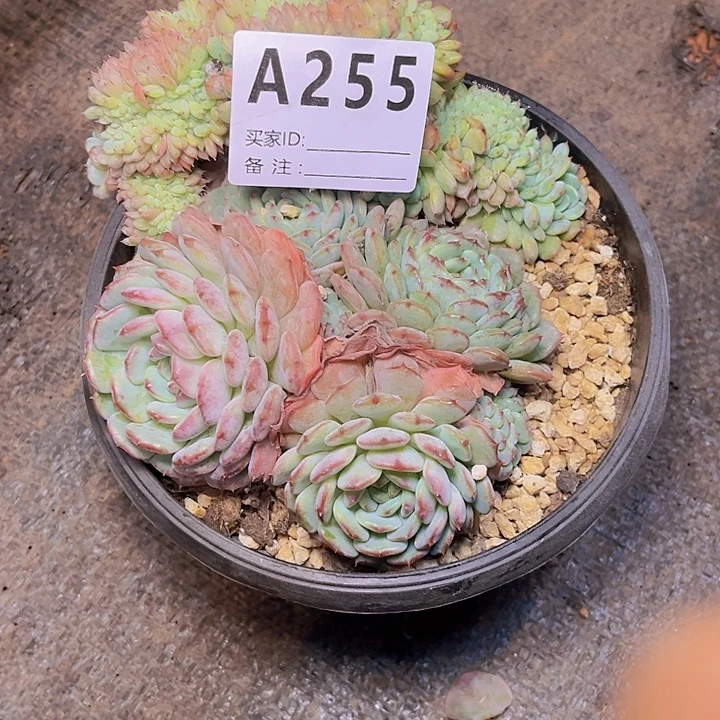 情***怀这也不是他所希望听到或