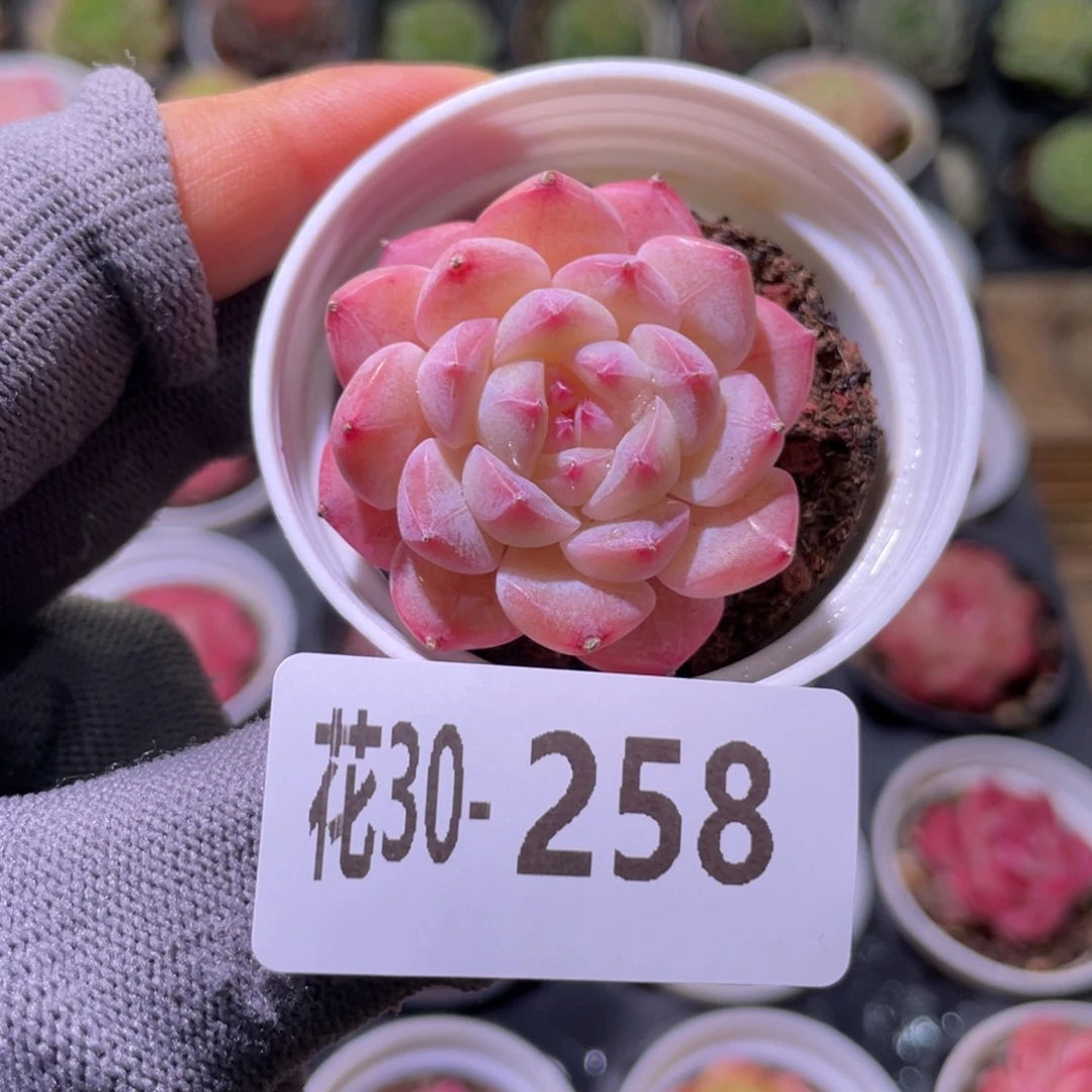 花利美30-258白桃汽水