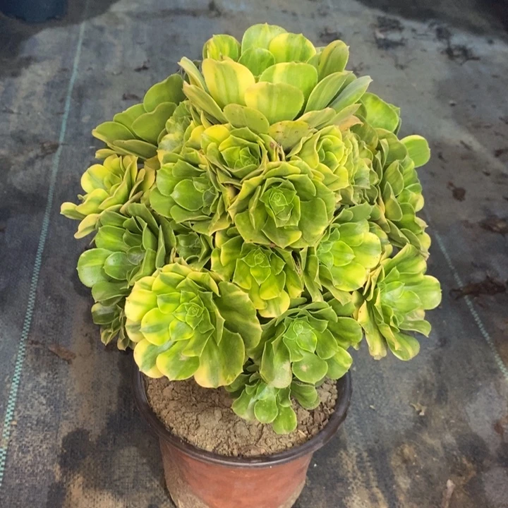 五彩琉璃多肉植物27