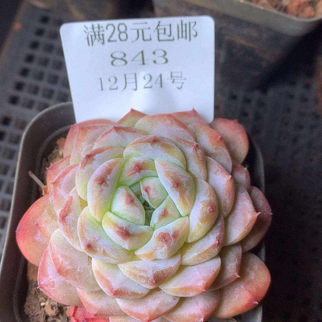 【闪购商品】云843号