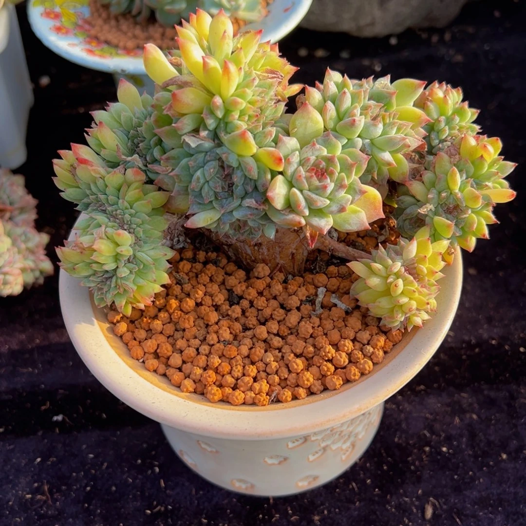 橘子汽水冰魄缀化