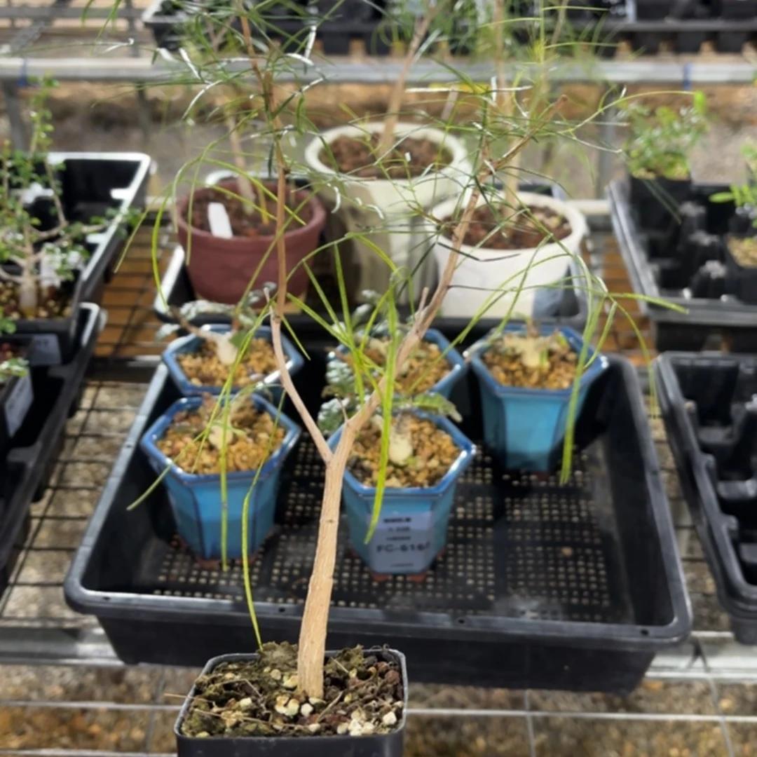 帕卡裂榄FC-2903.