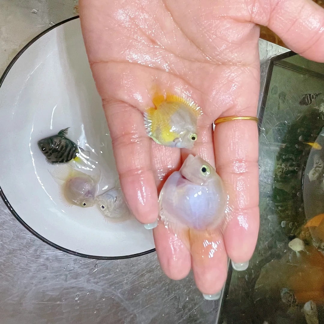 【新店放溜】迷你鹦鹉鱼繁殖白金宝蓝成鱼种公母精品鱼