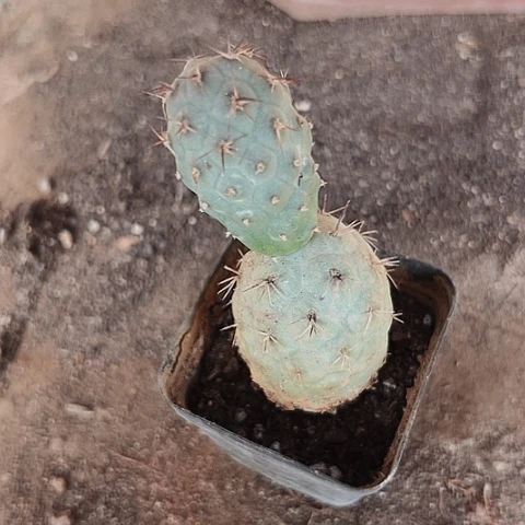 234处理自根习志野的事