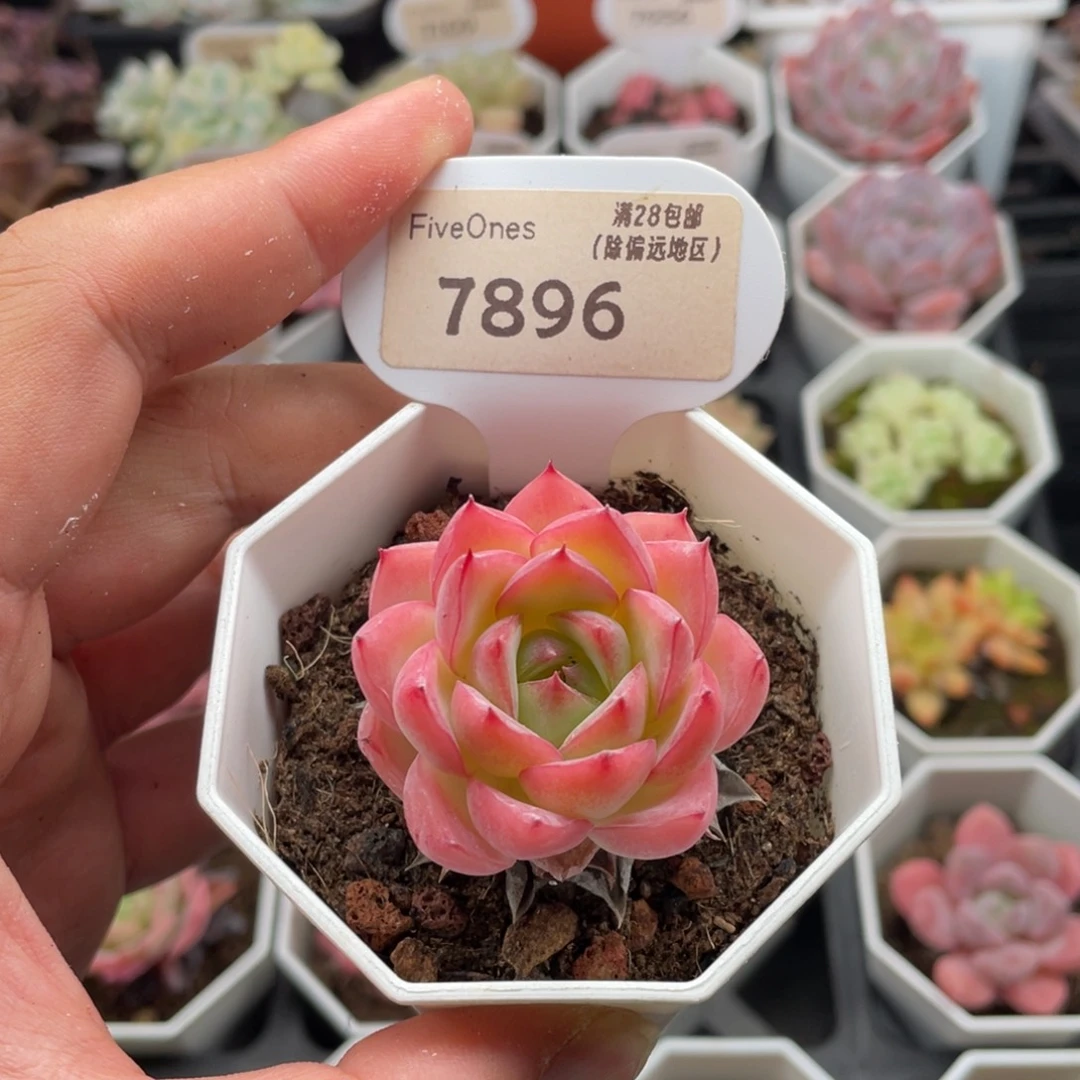 粉水晶7896-4厘米