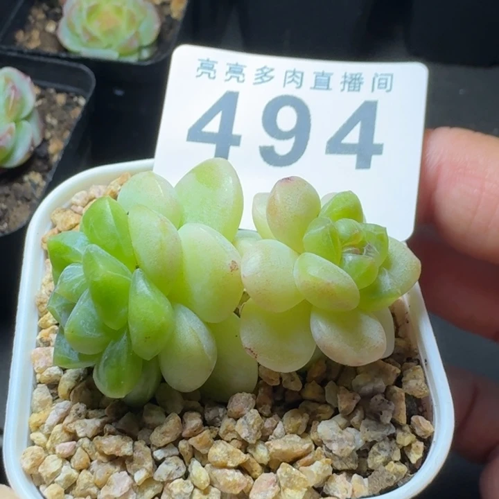 玉清风            多肉植物