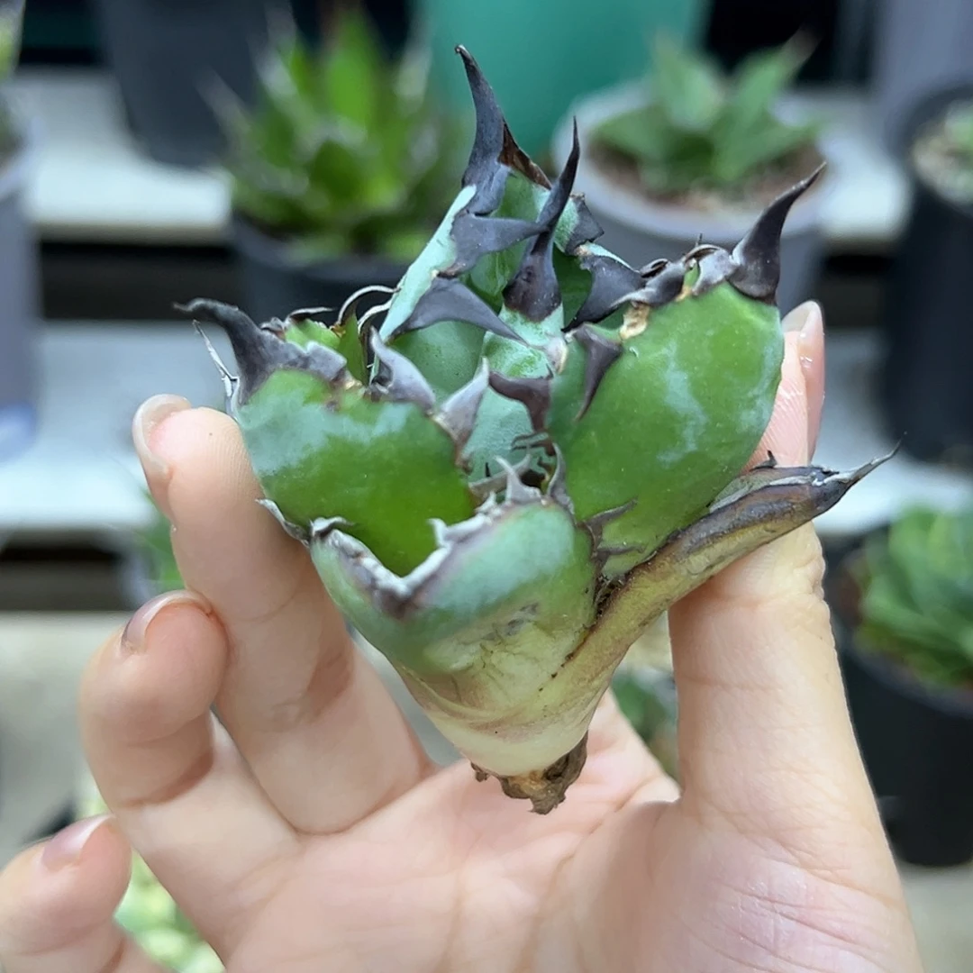 蓝鲸芽偏远不包邮一物一拍