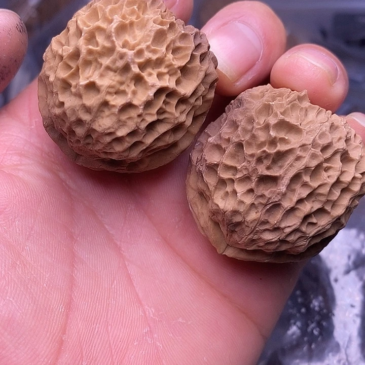 文玩核桃把件  75