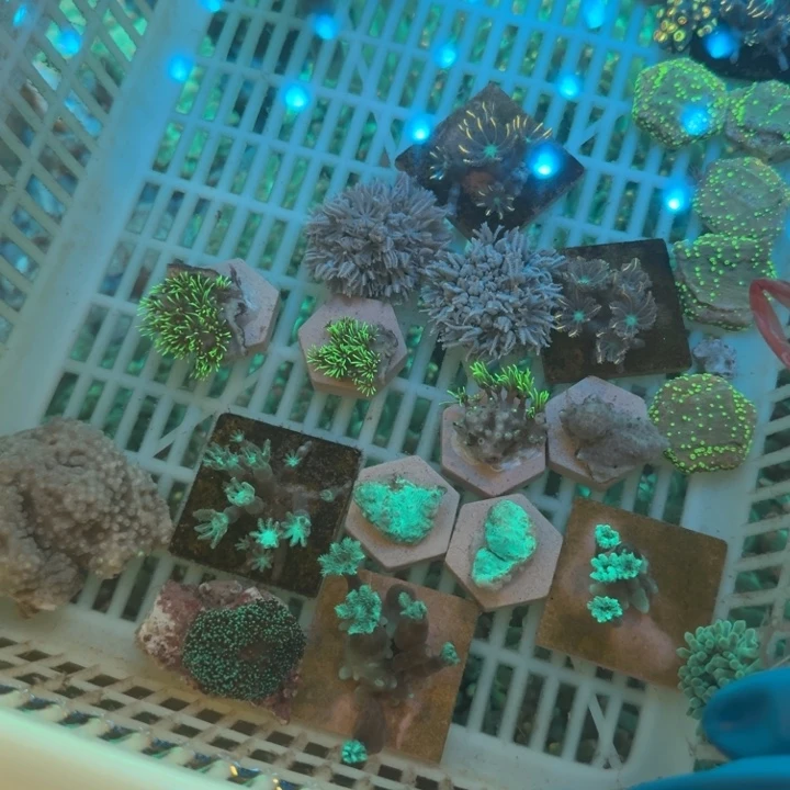 *****奶嘴海葵红奶➕千手➕金边