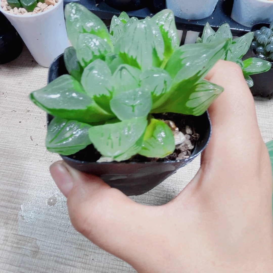 冰城寿多肉植物6666